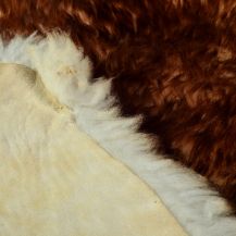 Obrázek k výrobku 1652 - Ovčí kožešina - barvená 100-110 cm